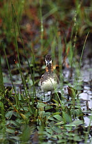 Northern / red necked phalarope male in marsh {Phalaropus lobatus} UK