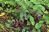 Birthwort {Aristolochia clematitis} Crete, Greece