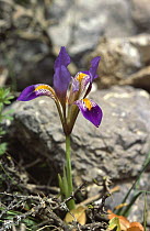 Algerian iris {Iris unguicularis} Crete, Greece