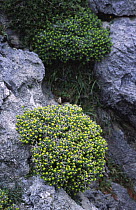 Green spiny spurge (Euphorbia acanthothamnus) Crete, Greece