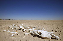 Skeleton on Makgadikgadi saltpans, Botswana