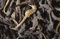 Dried seahorses {Hippocampus sp} Handumon Island, Philippines