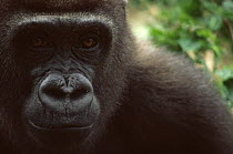 Western lowland gorilla portrait, bush meat orphan, Cameroon 2002 {Gorilla gorilla grilla}