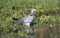Stock dove at water {Columba oenas} UK