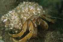 Common hermit crab {Pagurus barhardus} UK