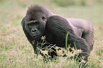Western lowland gorilla {Gorilla g gorilla} male feeding, Lokoue bai, Odzala NP, Rep of Congo