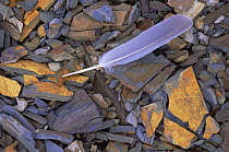 Bird feather on top of slate, Stone quarry, McClure, Pennsylvania, USA