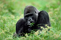 Western lowland gorilla male feeding, Lokoue bai, Odzala NP, Rep of Congo