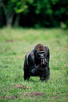 Western lowland gorilla male licking fingers, Lokoue bai, Odzala NP, Congo republic