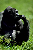 Western lowland gorilla male feeding {G g gorilla} Lokoue bai, Odzala NP, Rep of Congo