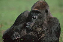 Western lowland gorilla wild male feeding {Gorilla gorilla gorilla} Lokoue bai, Odzala NP, Dem Rep of Congo
