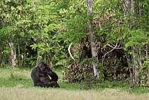 Western lowland gorilla {Gorilla gorilla} male feeding in front of hide, Lokoue bai, Odzala NP, Congo Rep.