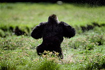 Western lowland gorilla chest beating display in water, Lokoue bai, Odzala NP, Congo republic