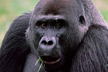 Western lowland gorilla male portrait {G g gorilla} Congo Rep, Lokoue bai, Odzala NP