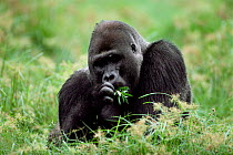 Western lowland gorilla male feeding {G g gorilla} Lokoue bai, Odzala NP, Democratic Republic of Congo.