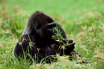 Western lowland gorilla male feeding {G g gorilla} Lokoue bai, Odzala NP, Rep of Congo