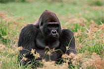 Western lowland gorilla male sitting amongst Congo Sedge nutgrass {Gorilla gorilla gorilla} Lokoue bai, Odzala National Park, Democratic Republic of Congo.