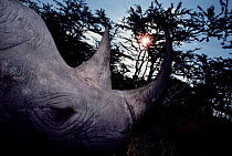 Black rhinoceros horn close-up {Diceros bicornis} Nanyuki region, Kenya
