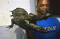 Stuffed West African dwarf crocodile (Osteolaemus tetraspis) for sale, Democratic Republic of Congo