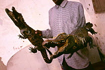 Stuffed West African dwarf crocodile {Osteolaemus tetraspis} for sale, Republic of Congo