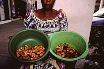 Beetle larvae for sale, Brazzaville, Democratic Republic of Congo