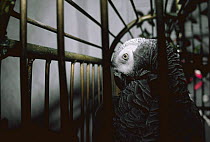 African grey parrot in cage {Psittacus erithacus} Kenya