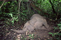 Dead African forest elephant {Loxodonta africana}  victim of disease, Odzala NP, Rep of Congo