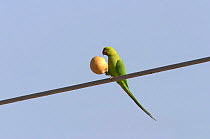 Rose-ringed parakeet on wire eating desert squash {Psittacula krameri} Oman,