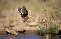 Male Chestnut bellied sandgrouse {Pterocles exustus} taking off from pond, Oman,