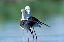 Black winged stilts {Himantopus himantopus} mating display, Oman
