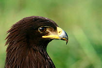 Greater spotted eagle head portrait {Aquila clanga} Sohar, Oman