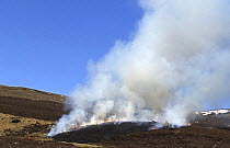 Burning moorland, Glen Shee, Highlands, Scotland, UK