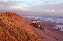 Coastal protection, placing boulders at base of dunes, Montrose, Angus, Scotland, UK