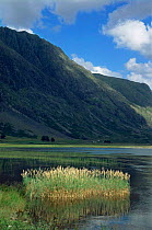 Reed bed on edge of Loch Achtriochtan, Glen Coe, Argyll, Scotland, UK