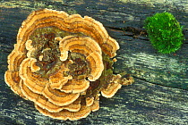 Many zoned polypore / Turkeytail bracket fungus {Coriolus versicolor} Belgium