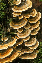 Many zoned polypore / Turkeytail bracket fungus {Coriolus / Trametes versicolor} Belgium