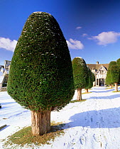 Yew trees in churchyard, Painswick, Cotswolds, Gloucestershire, UK. 2004
