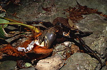 Coconut / robber crab (Birgus latro) feeding on coconut, Vanuatu, Melanesia