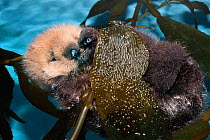 Sea otter baby resting in kelp {Enhydra lutris} captive Monterey Bay California USA