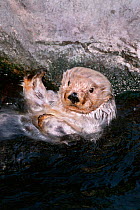 Sea otter in water {Enhydra lutris} captive Monterey Bay California USA