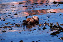 Sea otter + young resting in kelp {Enhydra lutris} CA USA Monterey Bay captive
