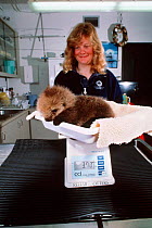 Researcher weighs baby Sea otter {Enhydra lutris} Monterey Bay CA USA captive