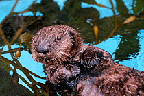 Sea otter resting in kelp {Enhydra lutris} captive Monterey Bay California USA