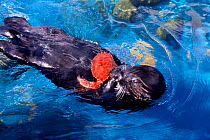 Sea otter lies on back + feeds on crab Monterey Bay USA captive {Enhydra lutris}