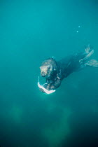 Sea otter underwater feeding on squid Monterey Bay captive {Enhydra lutris}