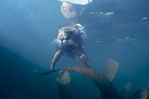 Sea otter underwater Monterey Bay captive {Enhydra lutris}