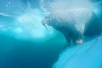 Walrus underwater by ice floe {Odobenus rosmarus} Canadian Arctic