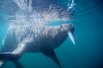 Walrus swimming underwater {Odobenus rosmarus} Canadian Arctic