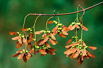 Sycamore seeds on tree {Acer pseudoplatanus} Belgium