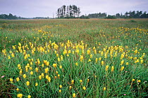 Bog asphodel in flower {Narthecium ossifragum} Kalmhoutse Heide, Belgium.